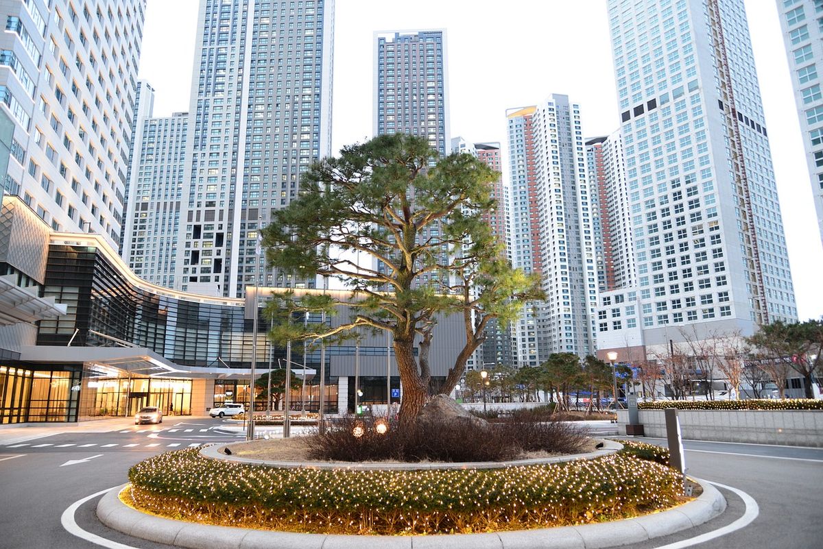 A single large tree on a small green island in a plaza between high-rise buildings