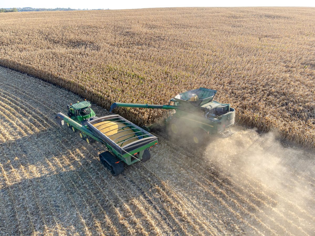 Combine harvester and grain cart in a large maize field