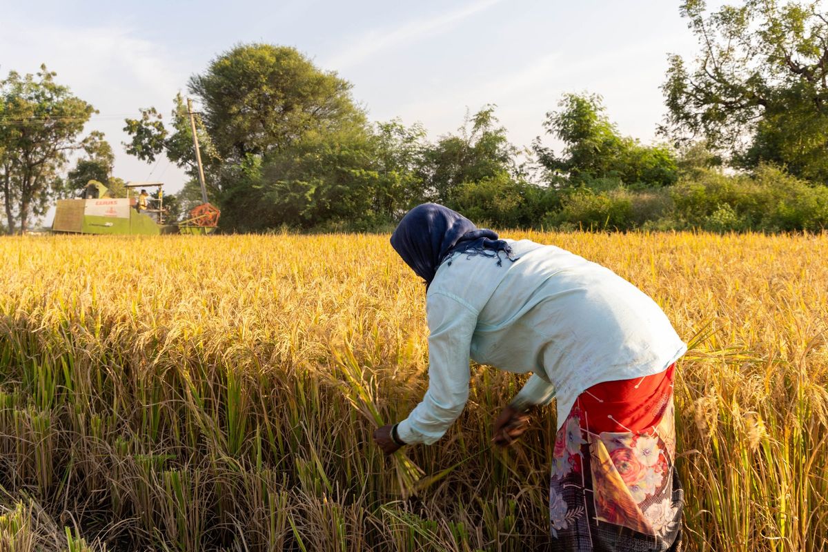 Farmer harvesting rice by hand in Raichur, Karnataka